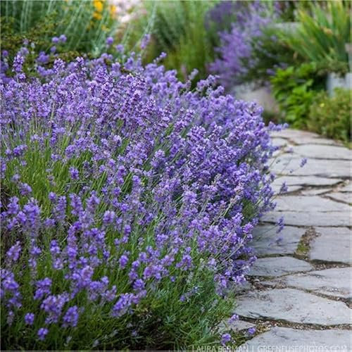 LAVANDA-SEMI (LAVANDA MUNSTEAD DWARF)
