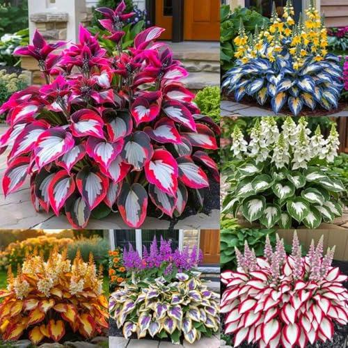 Hosta bulbi,Hosta pianta vera,Piante erbacee perenni,Facile da curare,Decorazione del giardino, bulbi belli e sani(non fiori artificiali)-15 Bulbi-E