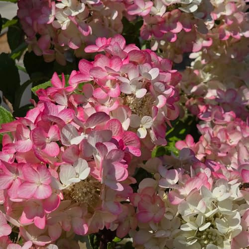 Semillas de resistentes hortensia panícula - hortensia, trepadoras, orgánicas panícula, 60pcs