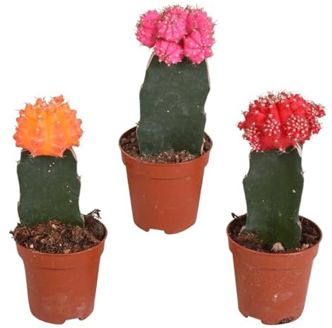 Sukkulenten Mix – Gymnocalycium mihanovichii veredelt auf Hylocereus – Ø5,5cm – 3 Pflanzen – Bunte Kakteen & Euphorbia meloformis variegata – Zimmerpflanzen-Set