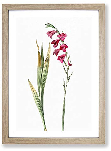 Pink Gladiolus Flowers by Pierre-Joseph Redoute Framed Print | A2 Oak Framed Wall Art | Ready to Hang | Modern Floral Picture | Living Room Bedroom Lounge Office