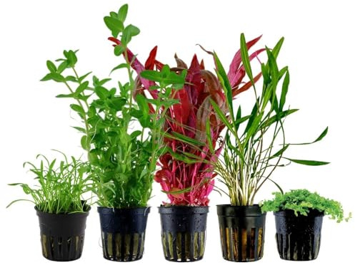 AquaOne Aquarium Pflanzen 5X Wasserpflanzen Einsteiger Aquarienpflanzen | Alternanthera Micranthemum Cryptocoryne Bacopa