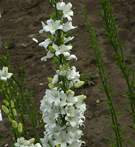 Pyramiden Glockenblume Alba - Campanula pyramidalis - lebende Gartenpflanze aus den Baumschulen