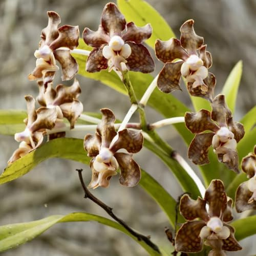 semi di orchidea vanda, parete verde, decorazione rampicante, giardino orchidee parete, decorazione del balcone, selvatici rare, aiuole 250pcs