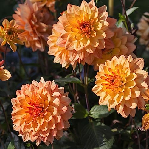 dahlien balkon garten dahlie pflanzendeko dekopflanze hochbeete für garten zimmerpflanze exotische zimmerpflanzen stauden blumendeko gartenblumen pflanztopf wildblumen 8zwiebeln