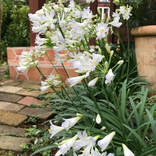 semillas de lirio agapanthus, Balcón, resistentes de agapanto silvestres de balcón, cortadas 250pcs