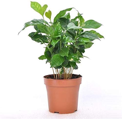 Coffea Arabica Kaffeestrauch ca. 25 cm – Zimmerpflanze für den Innenbereich, Pflegeleicht, Aromatisch, Ideal für Kaffee-Liebhaber und als Dekoration