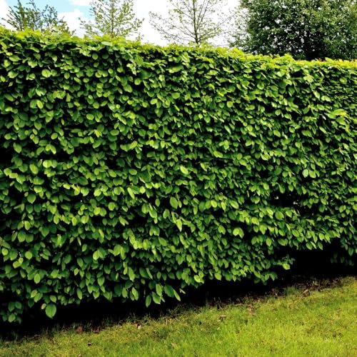 Hornbeam Trough-Grown Hedge - Fast-Growing, Low-Maintenance Hedging for Instant Privacy | Carpinus Betulus, Ideal for Borders & Specimen Trees - 1x 3 Litre Potted Plant by Thompson & Morgan