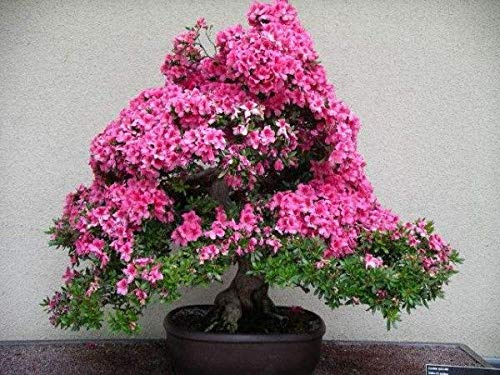 Véritables Graines De Rhododendron Simsi Azalea Mix Colour Graines De Plantes À Fleurs Bonsaï