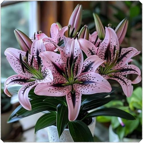 Rizomas de Lirio Perenne Magic Garden, plantables en primavera y otoño, aptos para interiores y exteriores-6 Rizomas-D