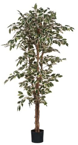 Mica decorations Ficus Hawaii im Kunststofftopf Kunstpflanze, Polyester, Grün, Bunt, 80 x 80 x 170 cm