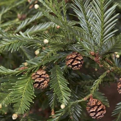 California Redwood, Sequoia sempervirens, semi di albero (Fast Evergreen) (30)