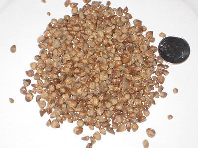 25 Cinese Seed Ginepro Bonsai Juniperus Chinensis:Seeds