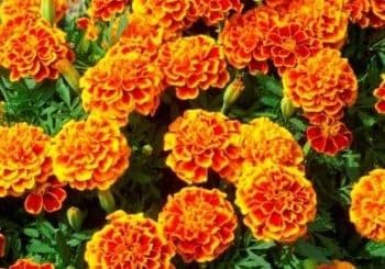 Dirt Goddess Super Seeds~ French Marigold, Sparky Mix~ Non GMO Tagetes patula (1/2 Lb)