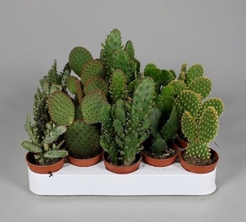 10 Stück Opuntia - 10 cm hohe Feigenkaktusse – Ideal für Anfänger und Gartenliebhaber