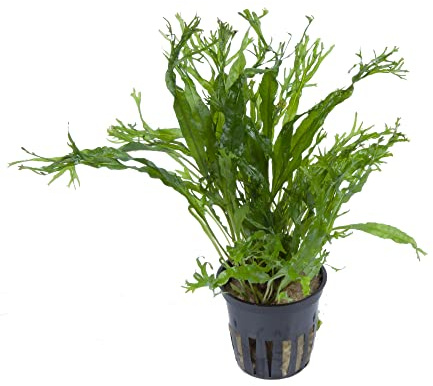 WASSERPFLANZEN WOLFF - Javafarn WINDELOV/Microsorium pteropus 'windelov' - crisped leaves, fein verästelte Blattspitzen, barschfeste Aquarienpflanze, pflegeleicht, Mittel- & Hintergrund