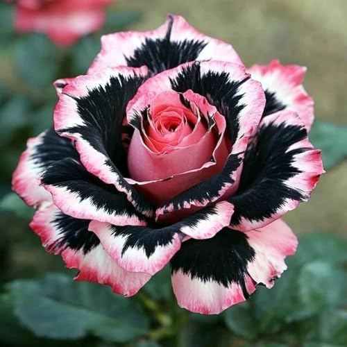 Eleganz Rosen-Rhizom, Überraschend wachsend, Winterhart Mehrjährig, Geeignet für Frühling und Herbst, Kein Gießen Erforderlich-3 Rhizom-J