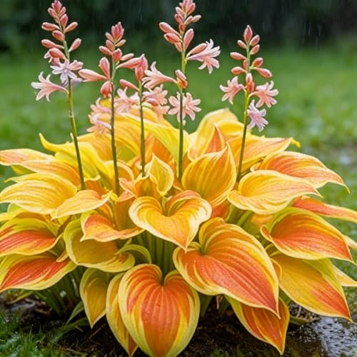 Resistenti al freddo e alla siccità&Adatte per la decorazione di giardini e balconi/Hostas/Rizoma Hosta/Hosta resistenti-4 Rhizome-B