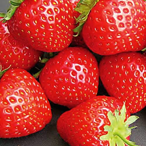 Fraise Elegance Lot de 5 plantes à radice nude potager