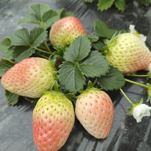 erdbeersamen baumsamen winterharte stauden mehrjährig zwergobstbäume gartenpflanzen erdbeerpflanzen säulenobstbäume steingartenpflanzen winterhart balkonpflanze hochbeete für garten 800samen