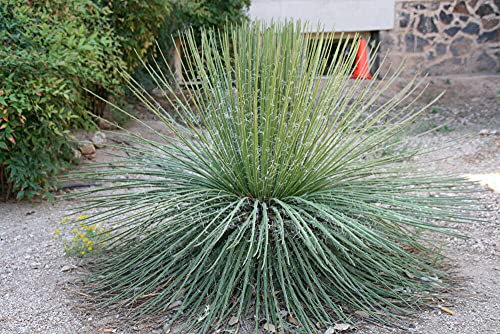 Agave Geminiflora Twin flowered Agave 5 fresh seeds:Seeds