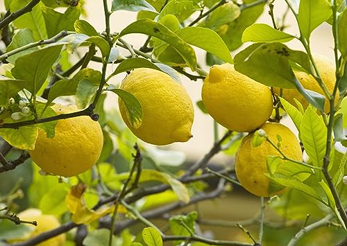 Citrus Limon Natural Árbol Frutal de Limones para Amantes de la Jardinería