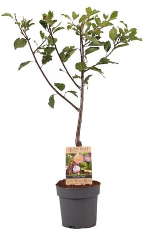 Plant in a Box - Prunus domestica 'Opal' - Plum Tree - Fruit Tree - Pot 21cm - Height 90-100cm