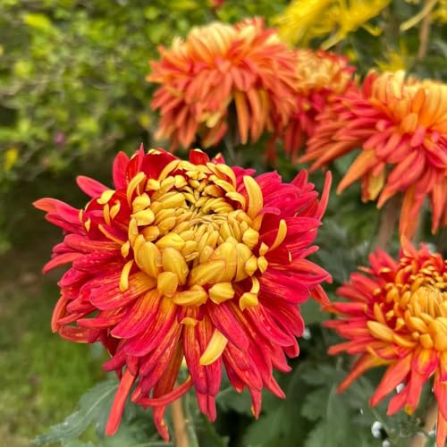 Semillas de crisantemo, decorativas semillas de balcón de variedades antiguas semillas de jardín 150pcs