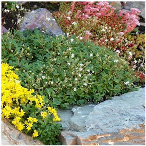Stauden Gänge 10 x Potentilla tridentata 'Nuuk' Teppich winterhart | Winterharter Bodendecker für Sonne bis Halbschatten, Blüte Juni bis August, mehrjährig, 9x9 cm Topf