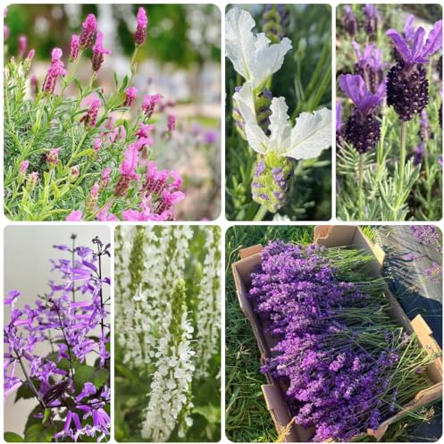 lavendel, lavendelsamen heilkräuter, blumenwiese balkon küchenkräuter, seltene heilkräuter, blumensamen balkon 50samen