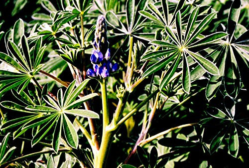 50G grammi semi verdi FertilizzantiLupin Blue: Only Seeds