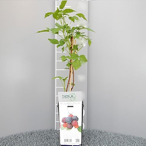 SAVINI VIVAI Framboise noire hybride avec joyau noir Plantes de mûres Arbre en pot 11x11 cm Hauteur 50 cm Fabriqué en Italie