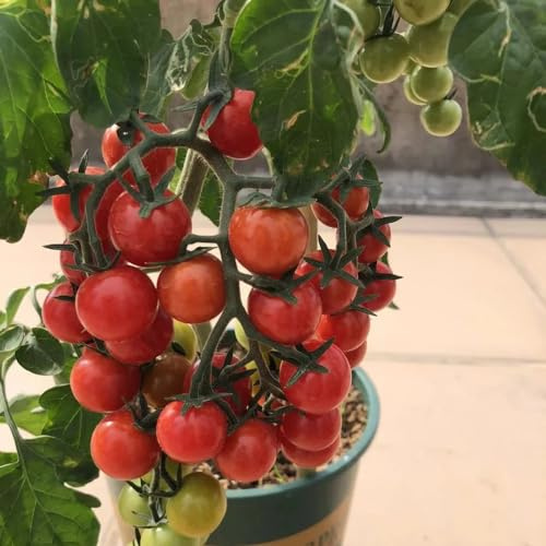 tomatensamen alte sorten - bodendecker indoor balkon bio seltene 300pcs