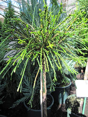 Thuja plicata Whipcord - Faden-Lebensbaum - Veredelung auf einen Hochstamm - 50-60 cm