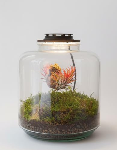 Jardin en Botella Terrario Plantas Vidrio Transparente Tapa con luz | Kit Jardin en Botella Todo Incluido Plantas de Aire Naturales en Raiz de Olivo
