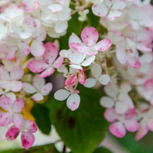 Hydrangea Paniculata 'Tickled Pink' – Hardy Shrub with Colour-Changing Cone-Shaped Blooms, RHS Pollinator-Friendly, Perfect for Borders & Containers - 2X 3.6 Litre Potted Plants by Thompson & Morgan