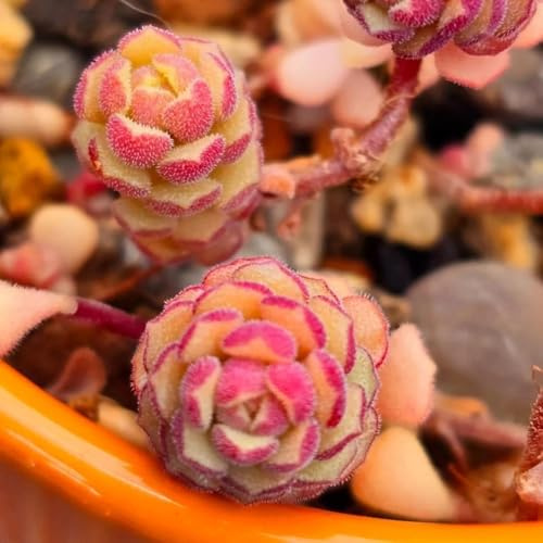 semillas de sedum - balcón exóticas interior Balcón bancal elevado 200pcs