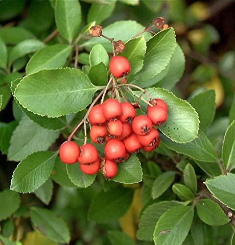 Feuerdorn Bad Zwischenahn 125-150cm - Pyracantha - lebende Gartenpflanze aus den Baumschulen
