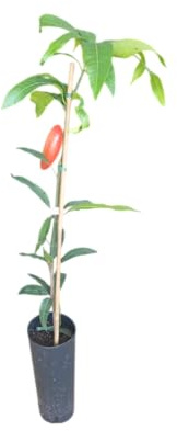 Mango Injertado Árbol Frutal Natural de 150cm de Altura Ideal para el Exterior