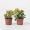 Plant in a Box - Pianta di Giada - Set 2 - Crassula ovata 'Sunset' - Altezza 15-20cm - Vaso 12cm - Pianta da appartamento - Succulenta