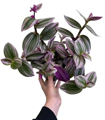 Tradescantia Nanouk Natural Planta Viva para Decoración Interior Estilo Tropical y Colorido