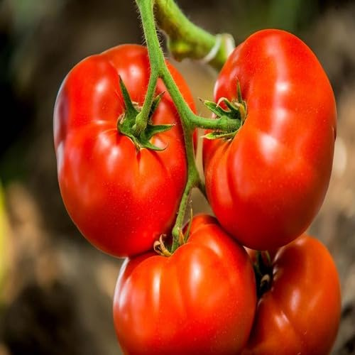 Fresh 100Pcs red Tomato Vegetable Seeds