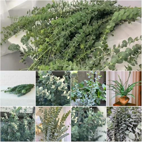 eukalyptus - balkonpflanzen grünpflanzen gartenpflanzen eukalyptus winterhart pflanzensamen bonsai hochbeet balkon kaufen dekopflanzen 80samen