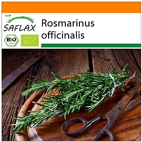 SAFLAX - - BIO - Rosmarino - 40 semi - Rosmarinus officinalis