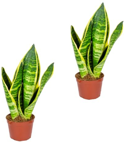 Bloomique - Lot de 2 - Sansevieria 'Superba' lot de 2 - Plante d'intérieur et pot - Hauteur 10-20 cm - Pot 9 cm