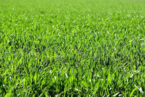 Wild Flower Hardwearing Lawn, Ultra Hardwearing Grass Seed by DAMAVAND PRO, Fast Growing Lawn Seed (1KG)
