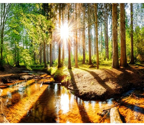 murando Fototapete Premium-Vlies Wald 350x256cm Foto Tapete Schlafzimmer Wohnzimmer Vliestapete XXL Wandtapete Motivtapeten Bildtapete 3d Effekt Wand Dekoration Flur Waldlandschaft Sonne Natur Wasser