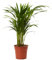 Palmera Areca natural en maceta de Ø13cm