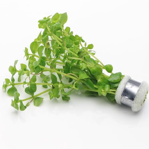 K2AQUA Bacopa Australis (1 Bunch) Live Aquarium Plant Fast Growing Freshwater Aquascaping Hardy Versatile Bright Green Stem Plant for Tropical Fish Tanks