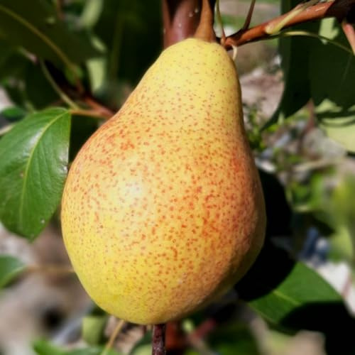 Müllers Grüner Garten Shop Gute Luise Herbstbirne Birnenbaum als Buschbaum 110-140 cm 9,5 Liter Topf Unterlage Quitte A